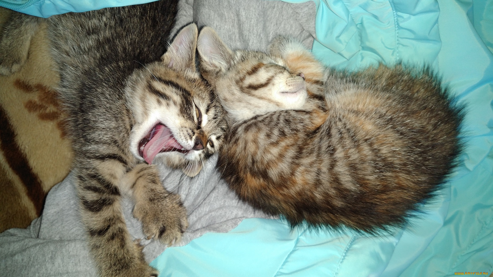 животные, коты, котята