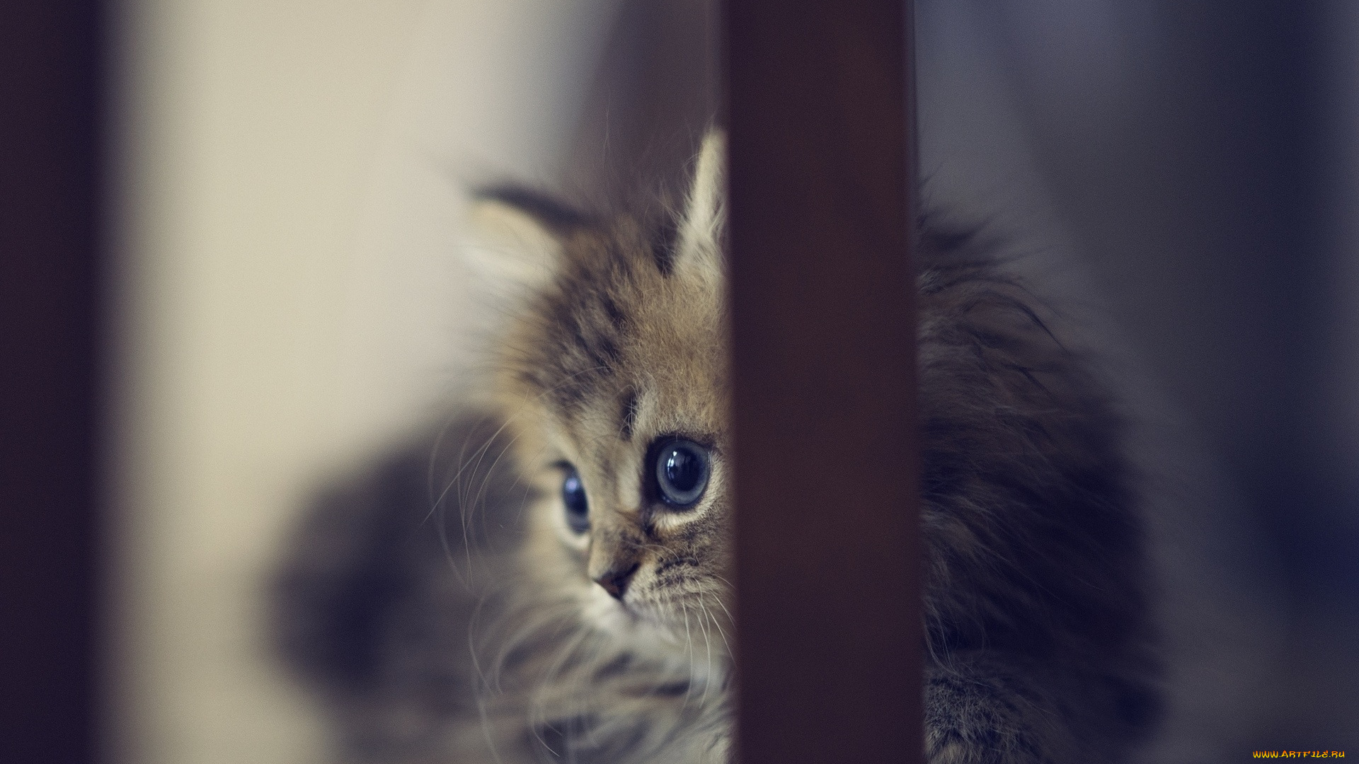 животные, коты, ножка, котенок