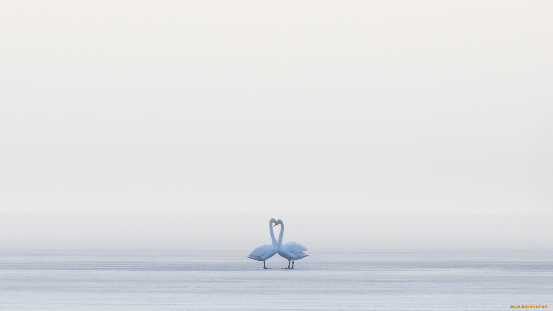 животные, лебеди, птицы, туман