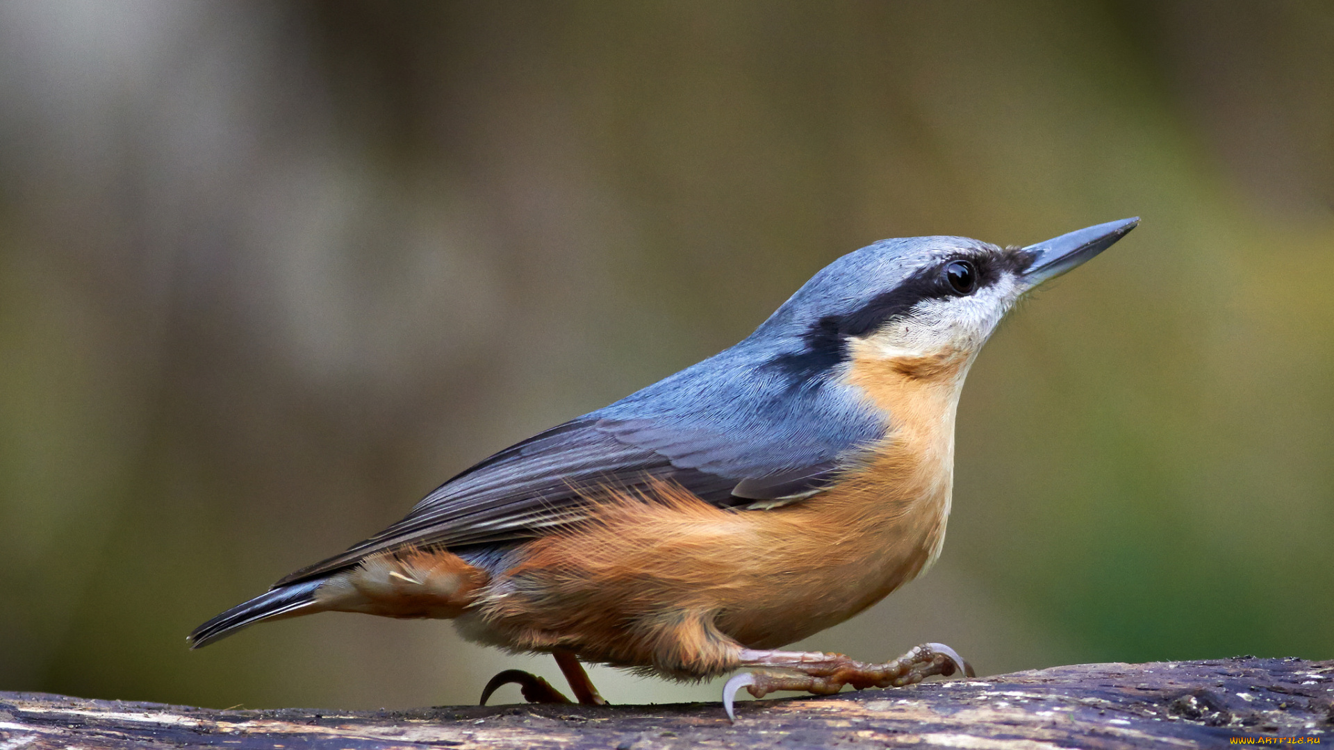 животные, поползни, птичка