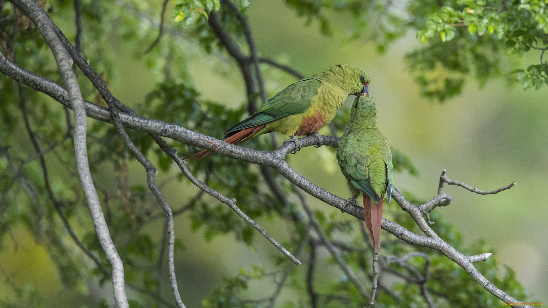 животные, попугаи, изумрудный, попугай, парочка, поцелуй, птицы, ветки