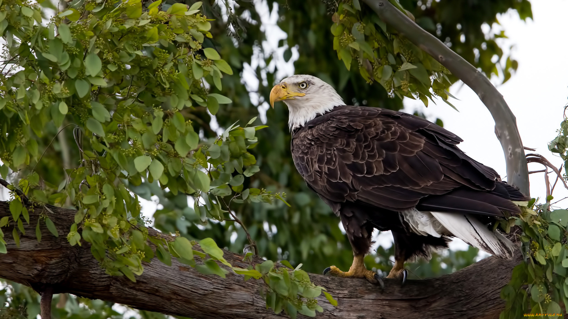 животные, птицы, -, хищники, птичка