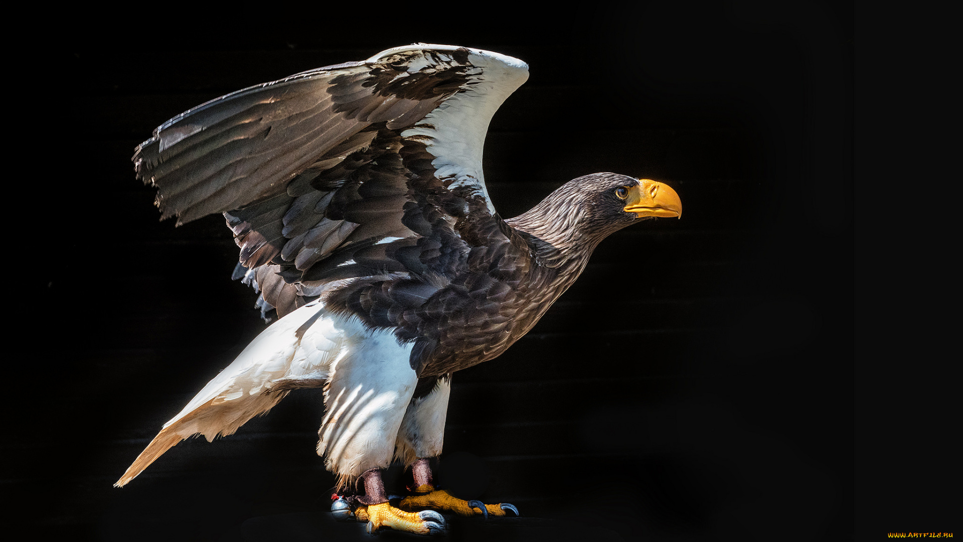 животные, птицы, -, хищники, птичка