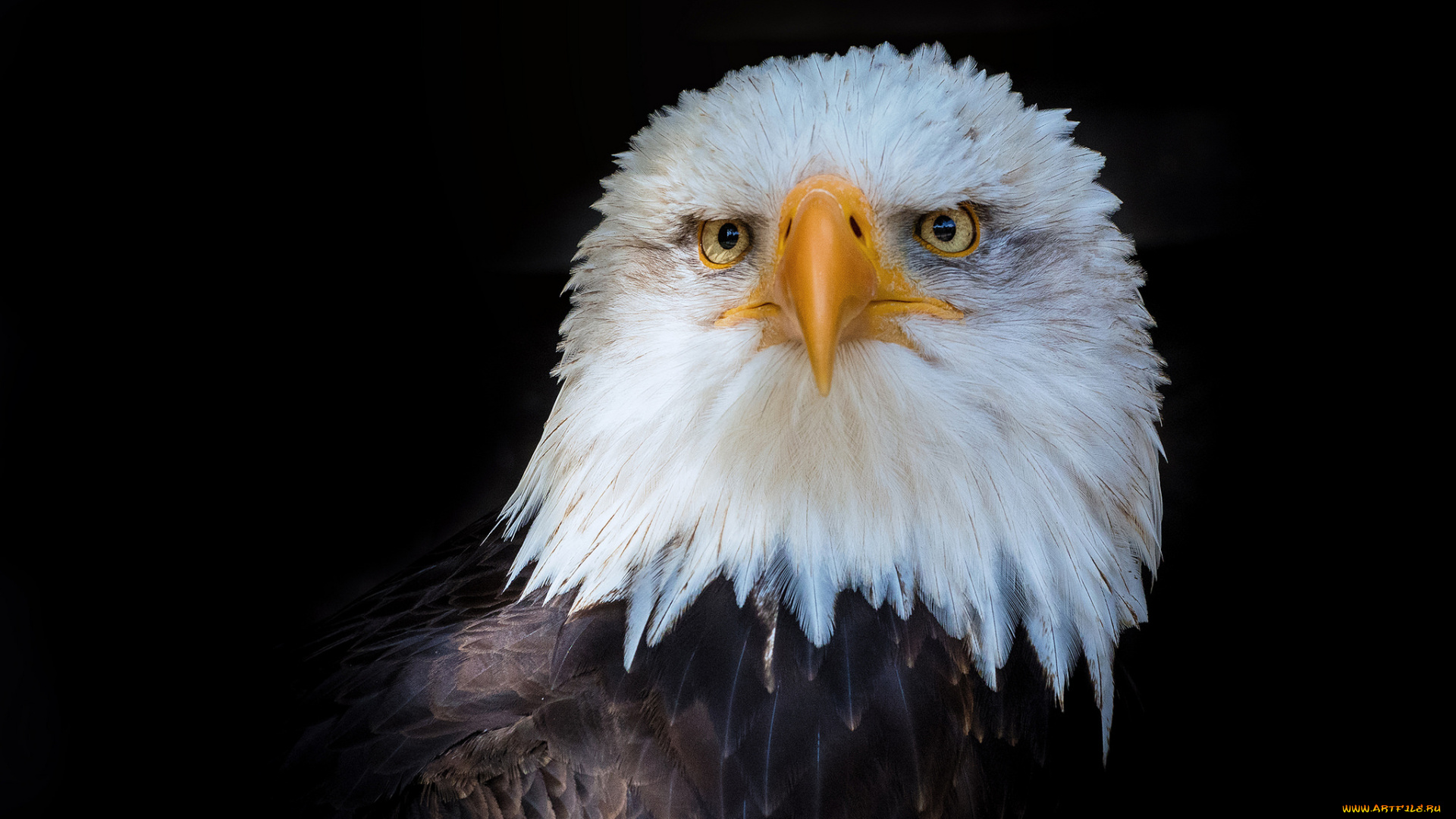 животные, птицы, -, хищники, птичка