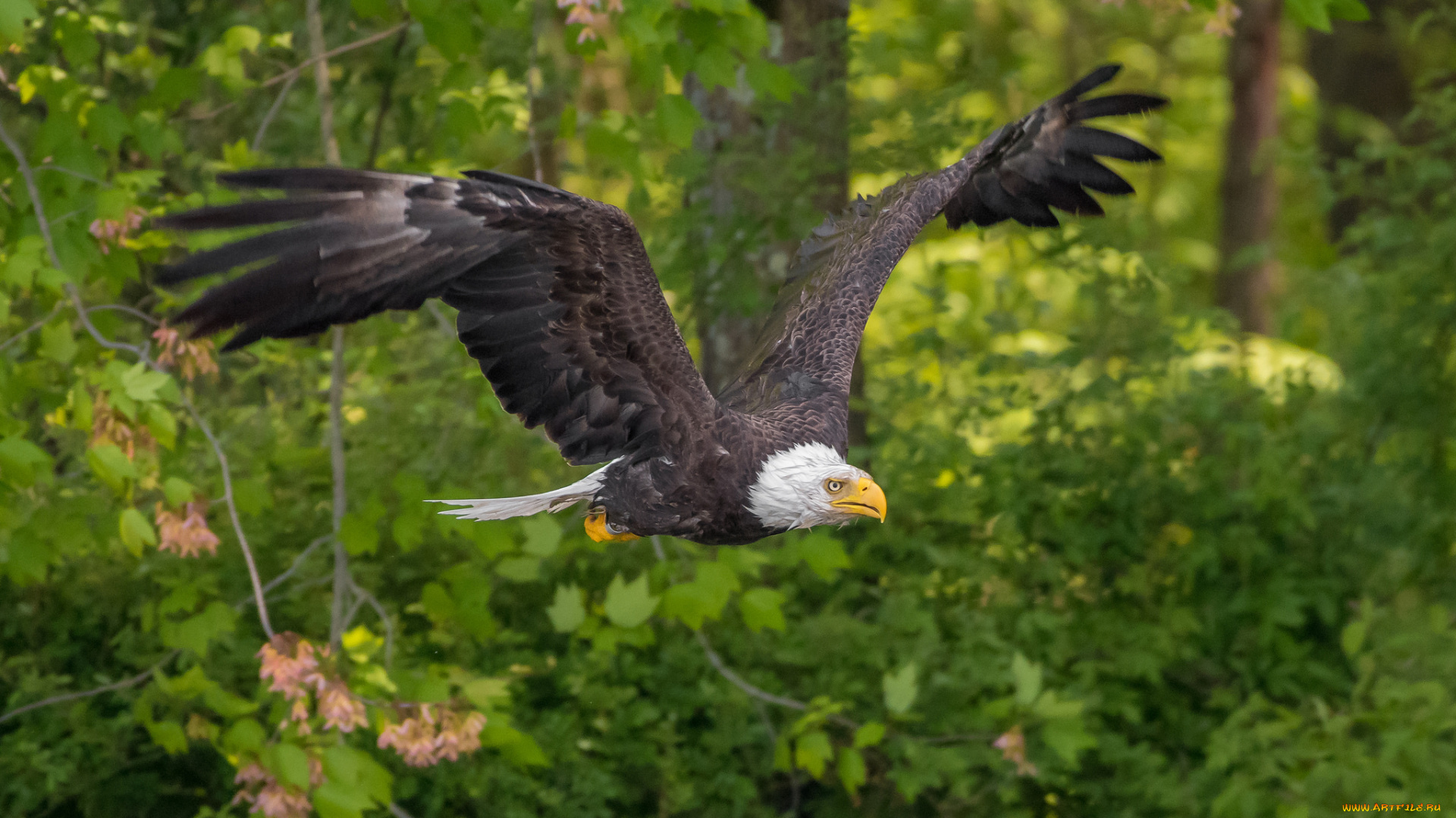 животные, птицы, -, хищники, птичка