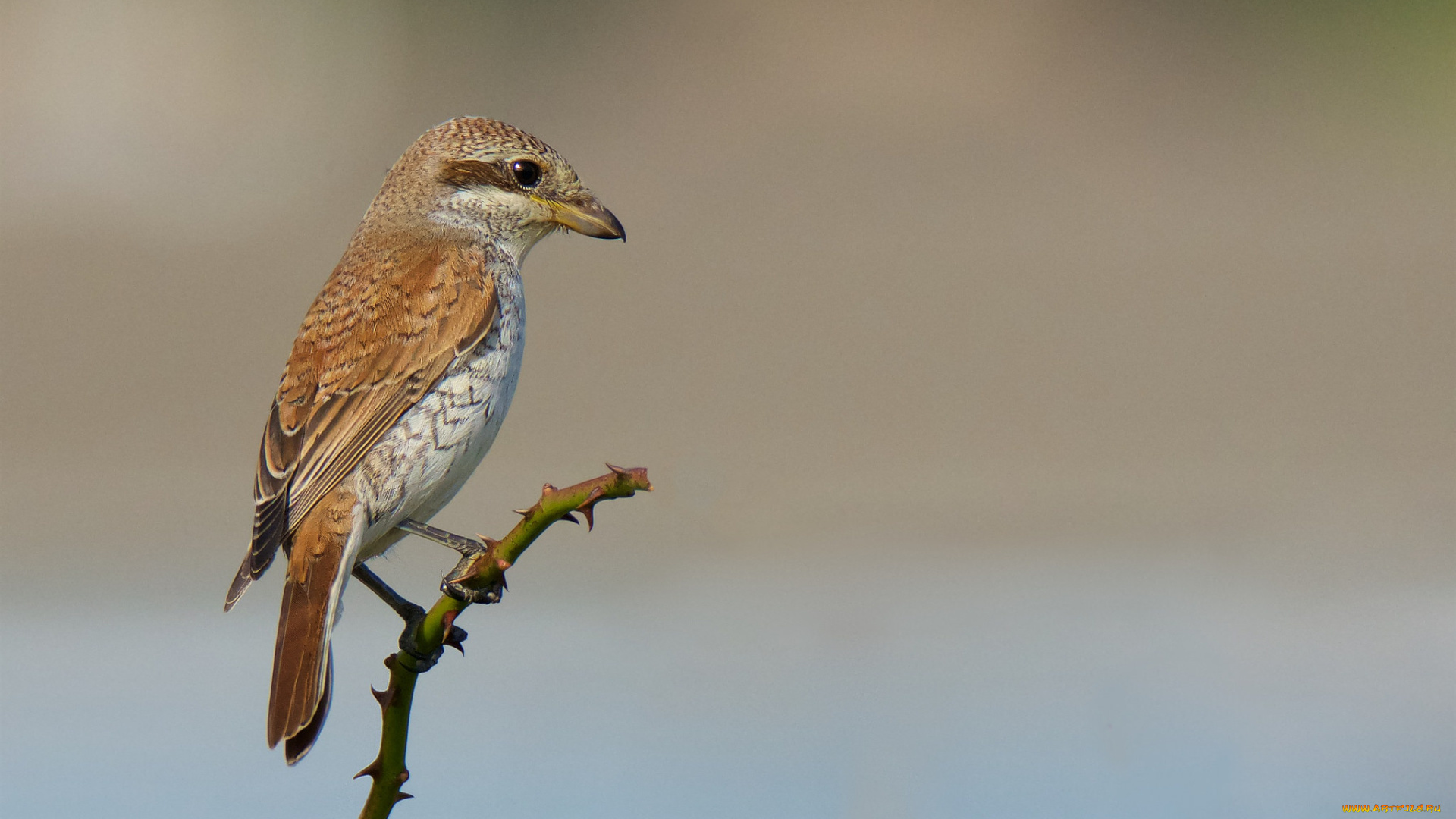 животные, птицы, птичка