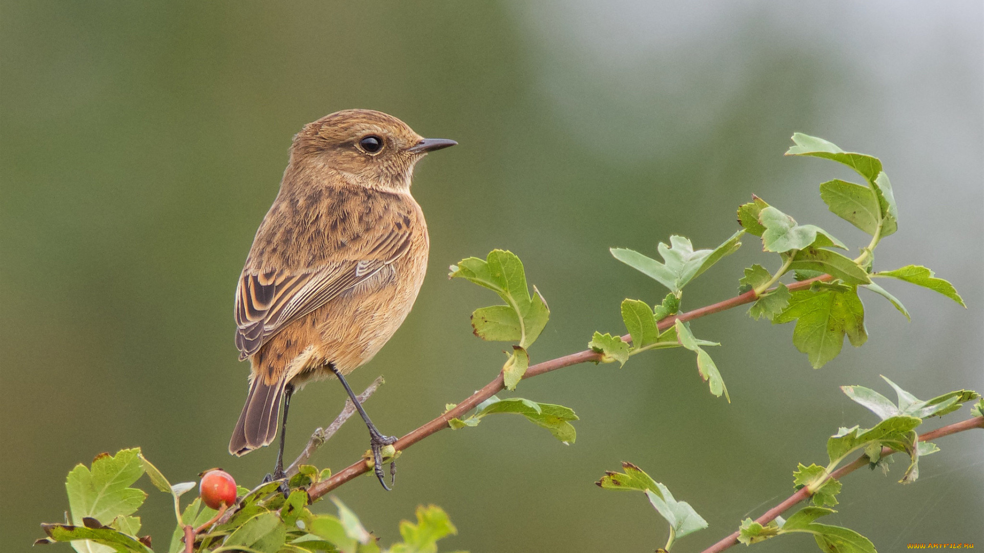 животные, птицы, птичка