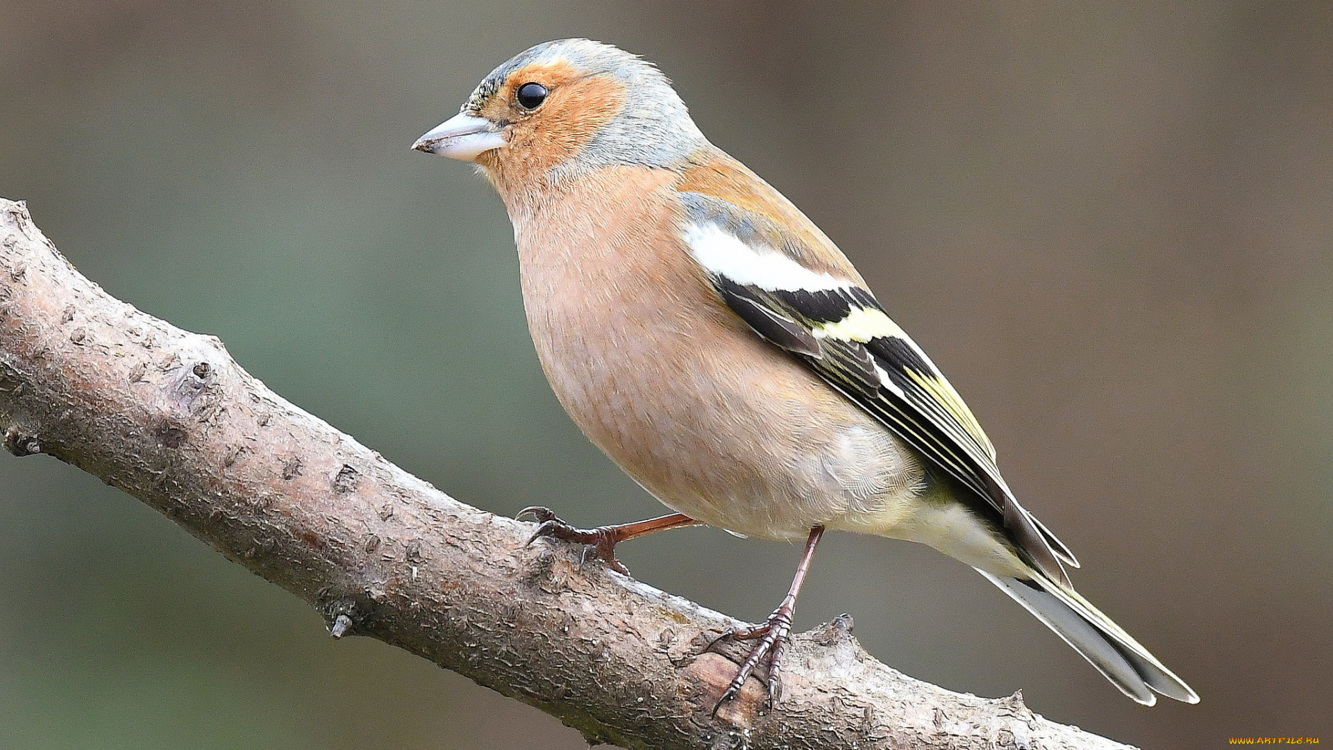 животные, птицы, птичка