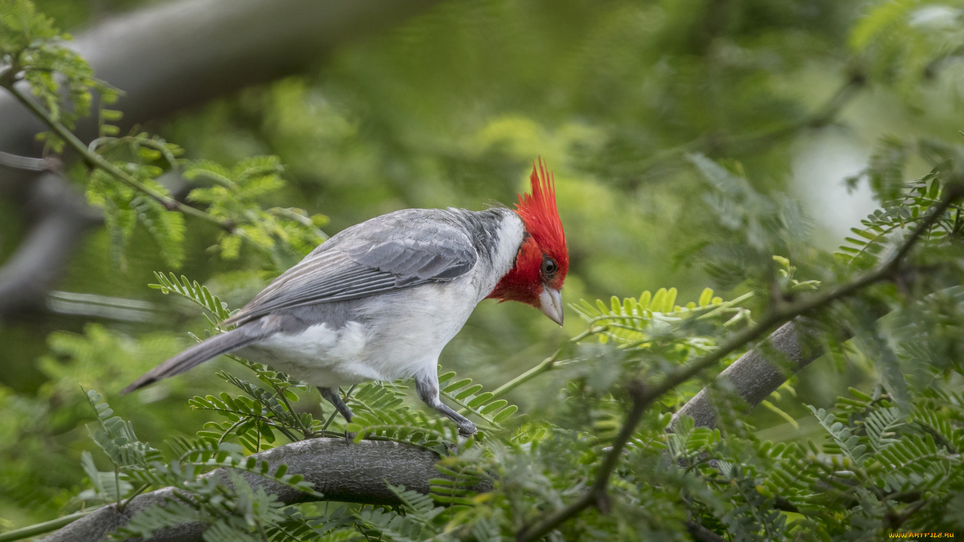 животные, птицы, птичка