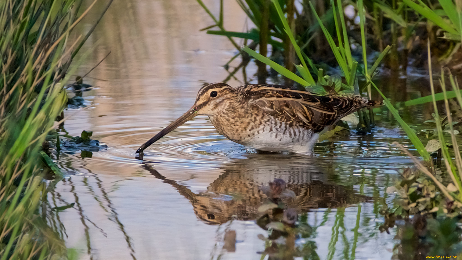 животные, птицы, птичка