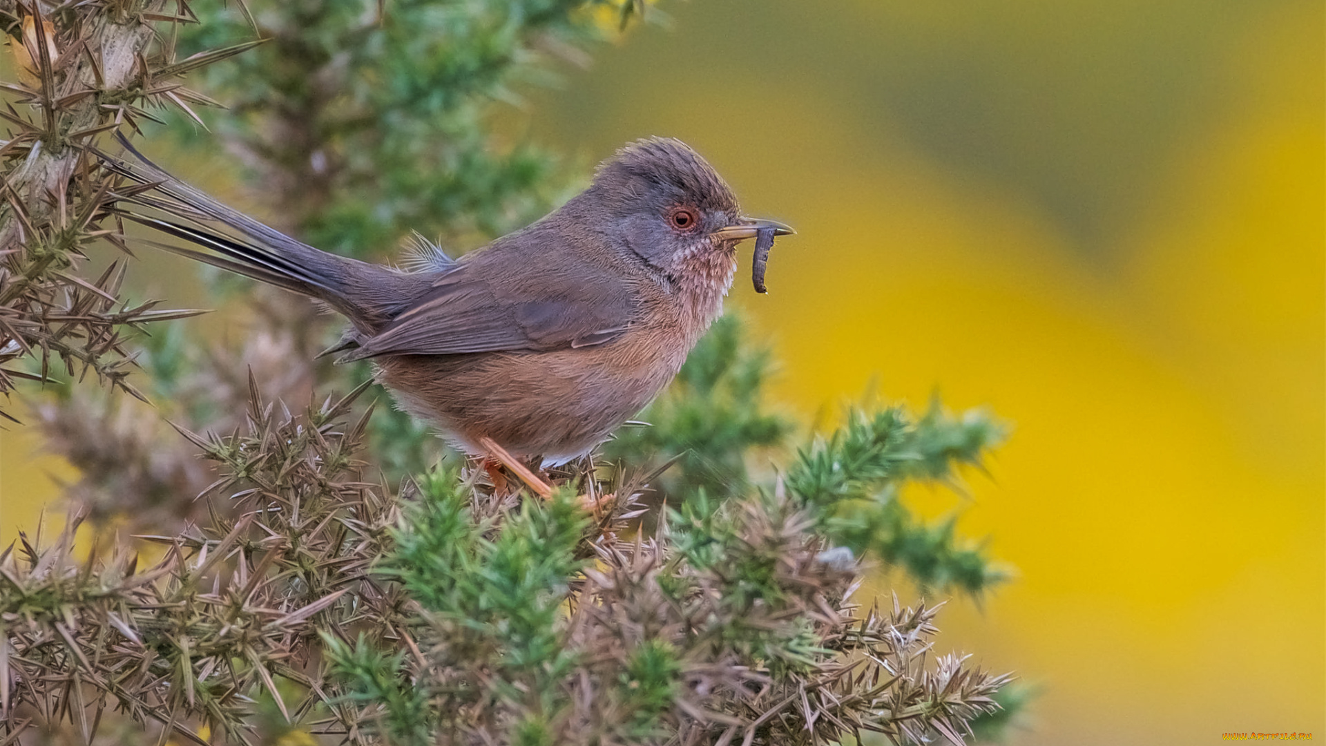 животные, птицы, птичка