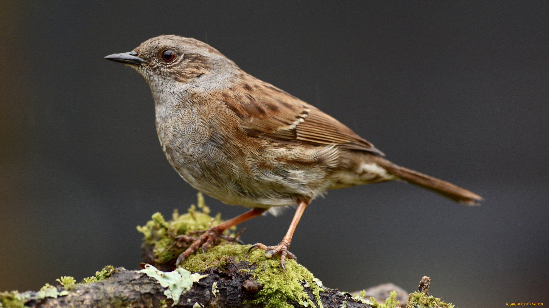 животные, птицы, птичка