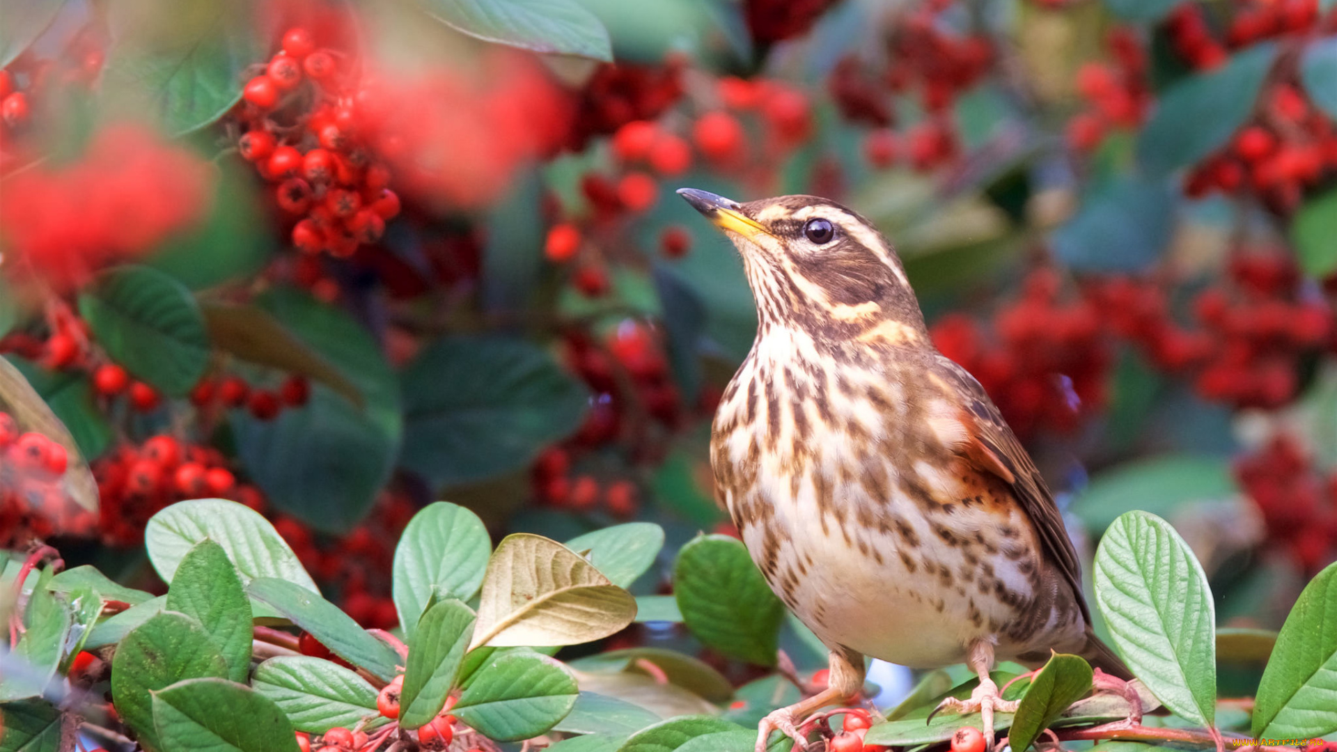 животные, птицы, птичка