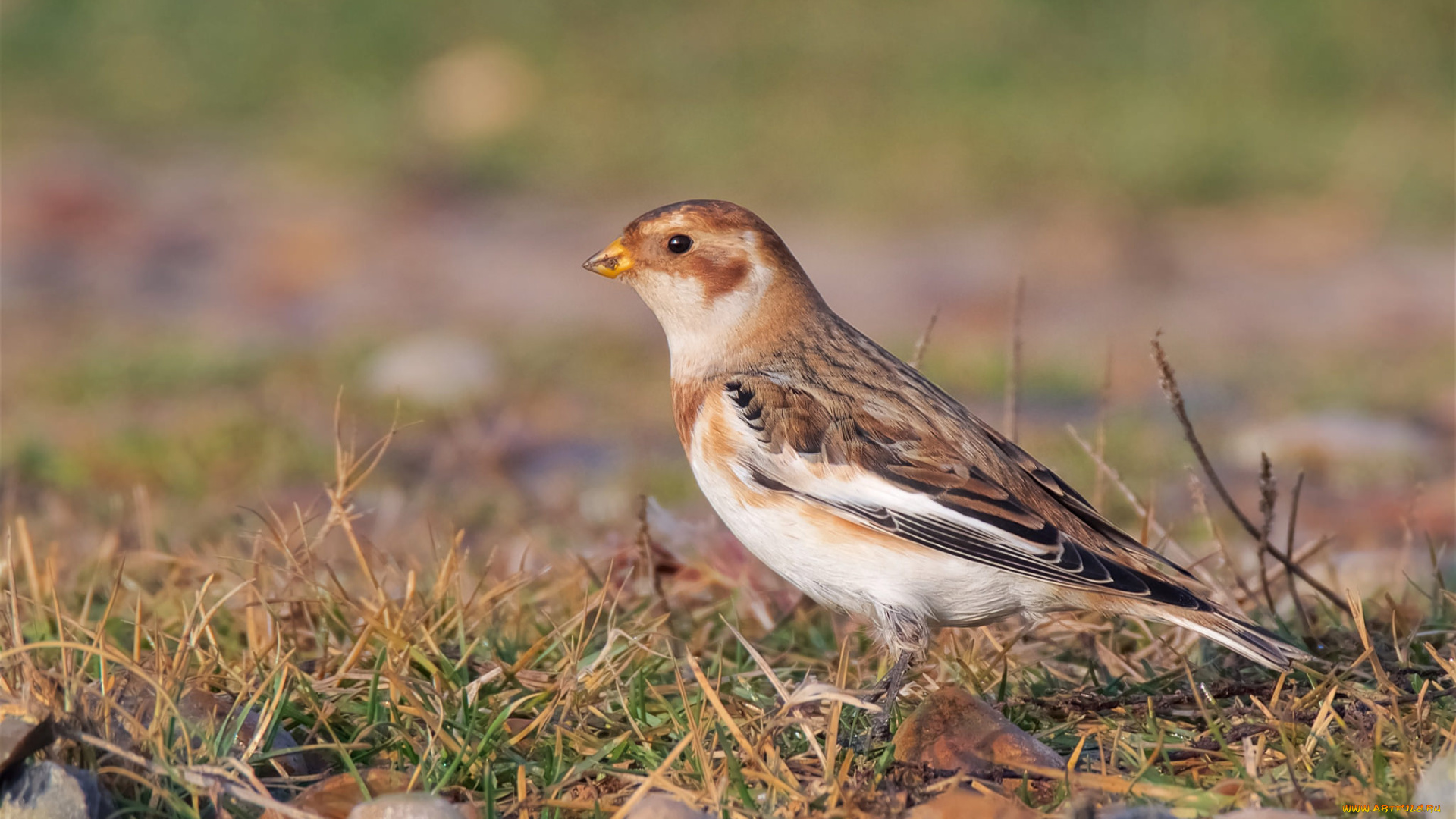 животные, птицы, птичка