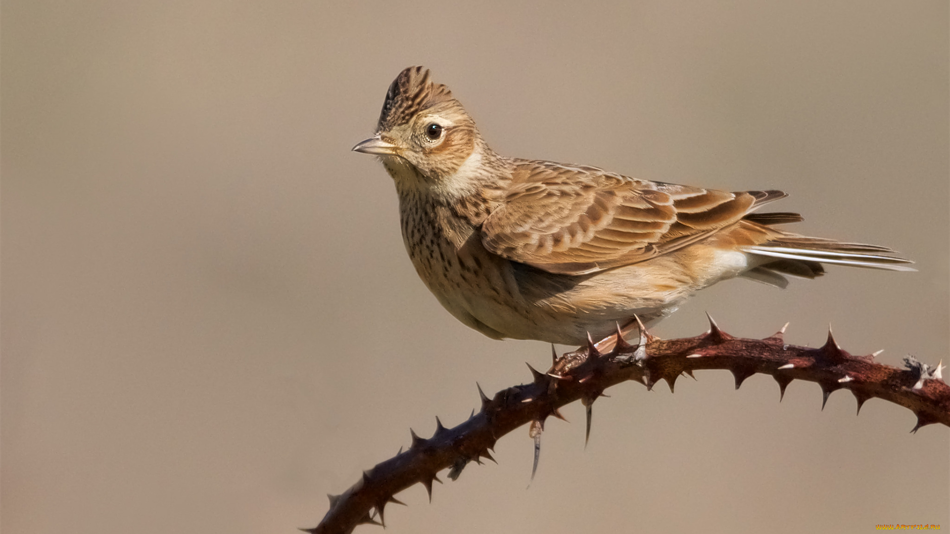 животные, птицы, птичка