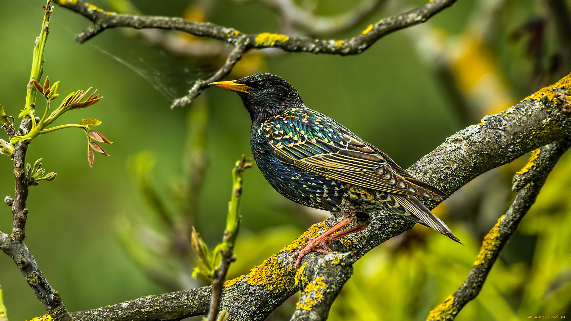 животные, птицы, птичка