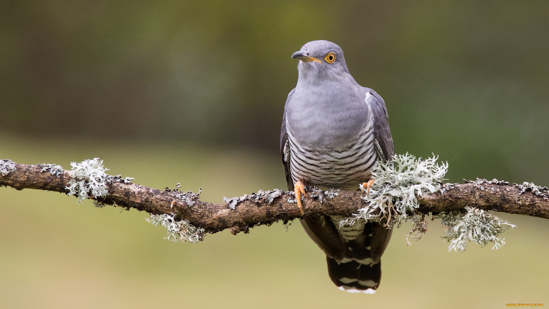 животные, птицы, птичка