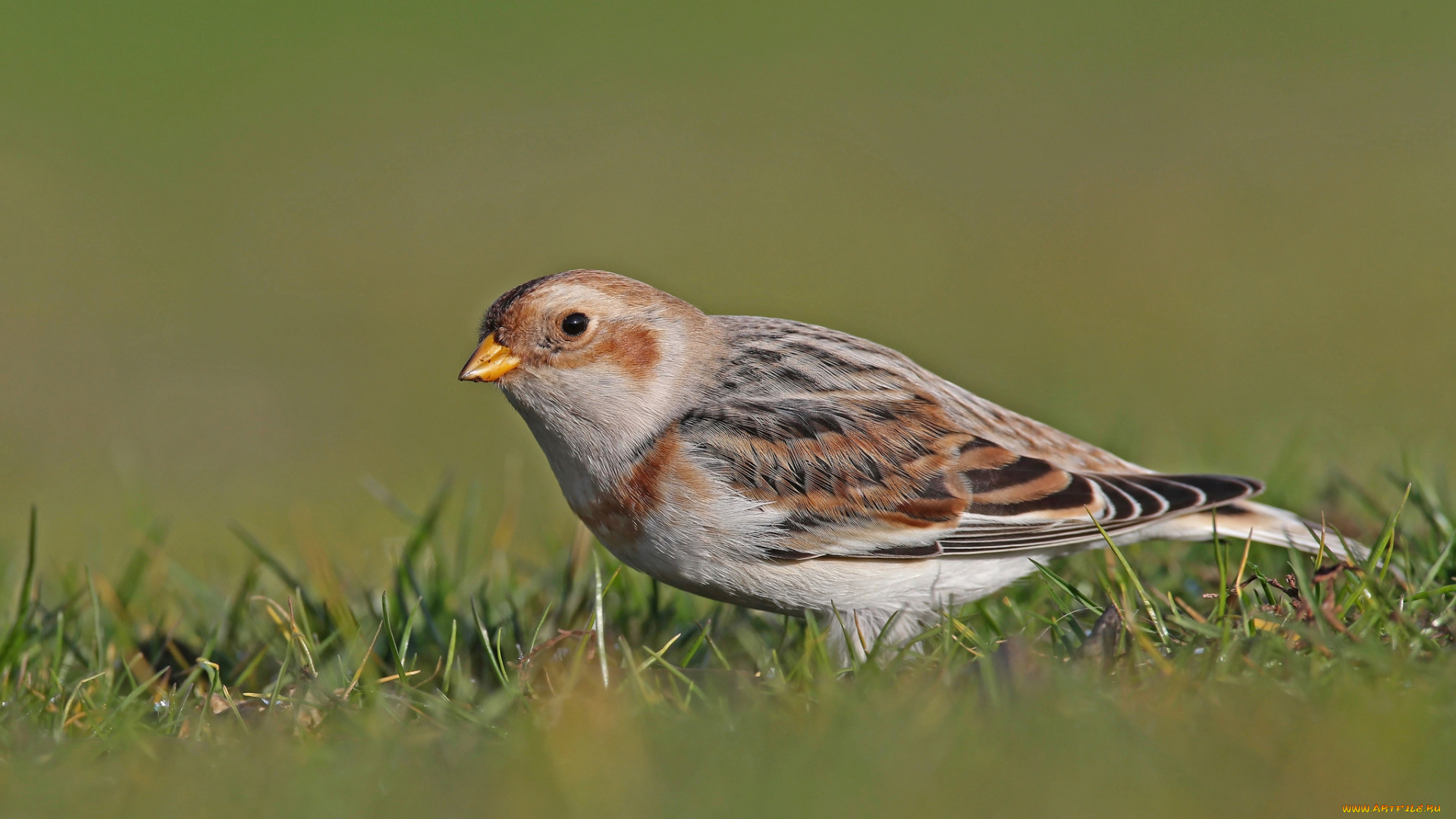 животные, птицы, птичка