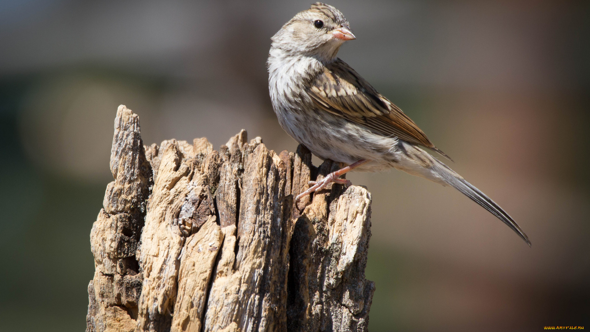 животные, птицы, птичка