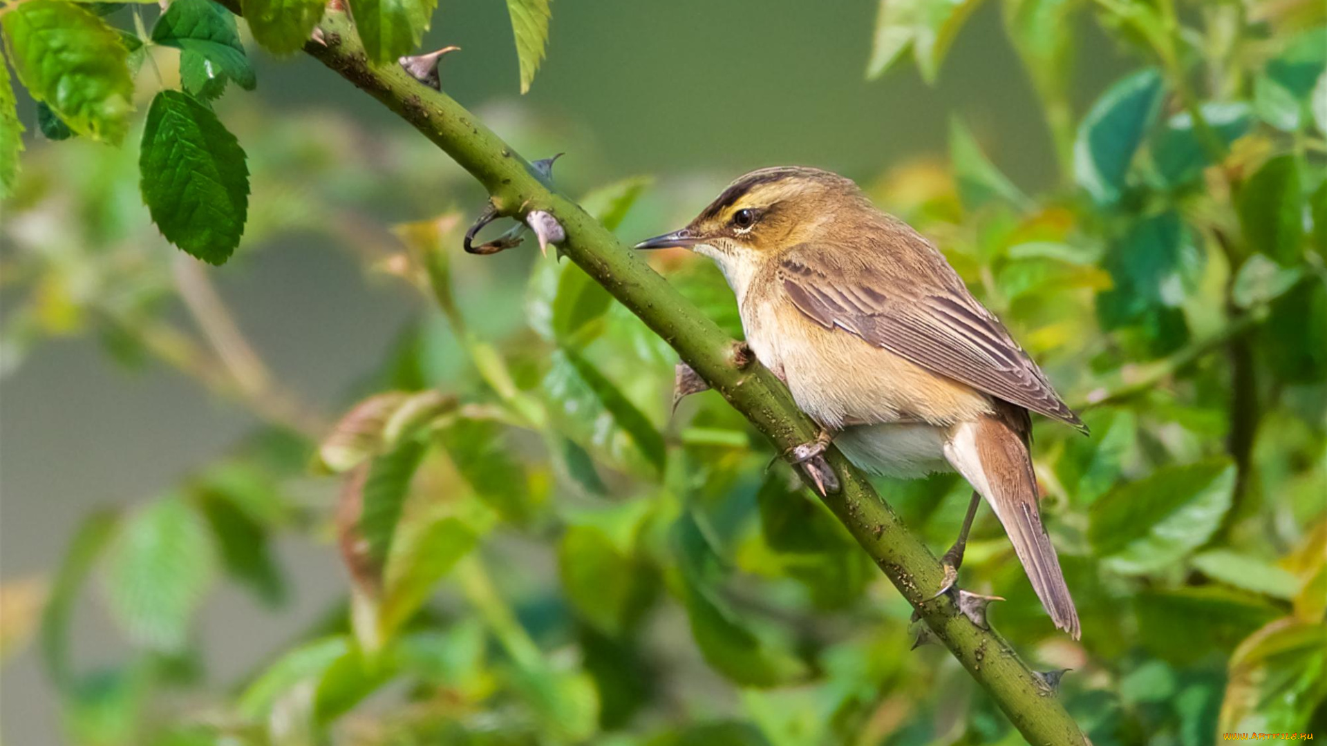 животные, птицы, птичка