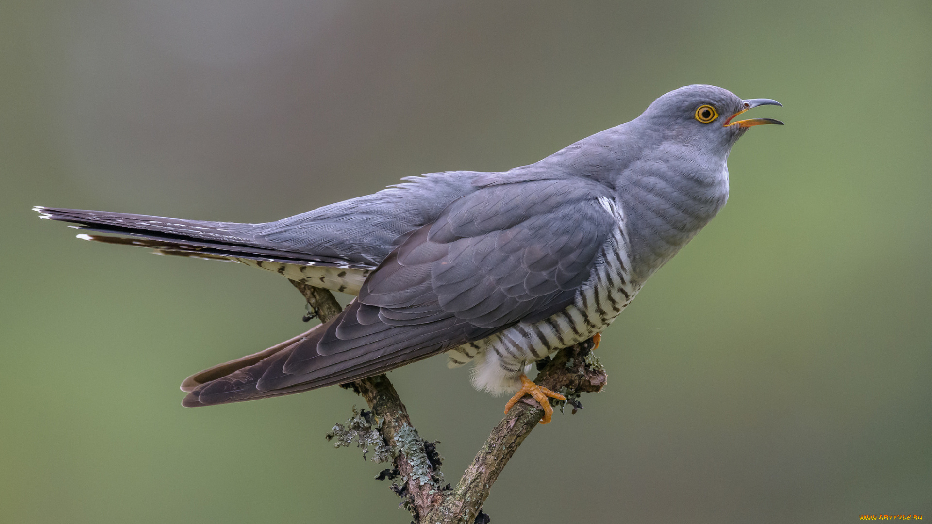 животные, птицы, птичка