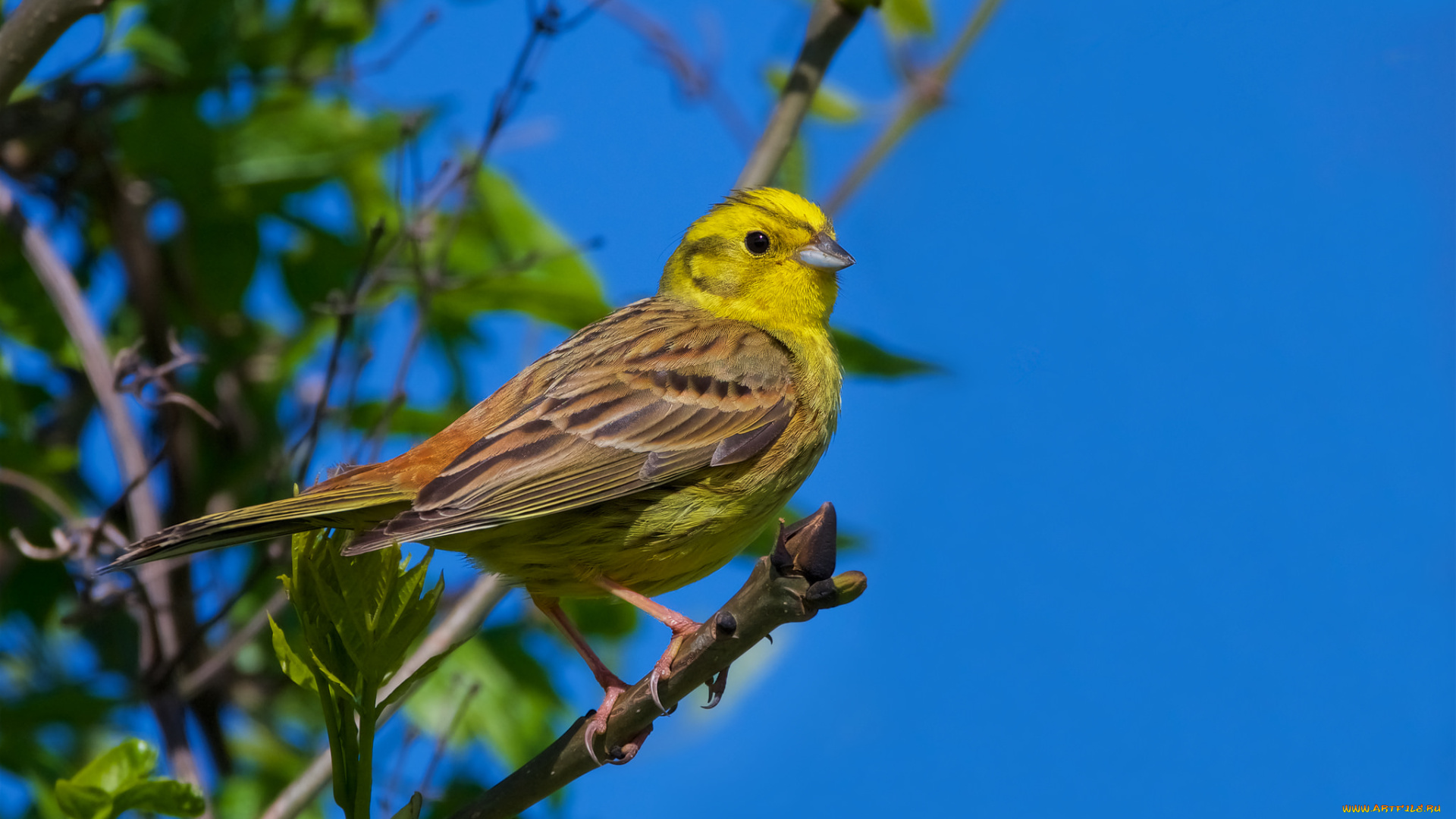 животные, птицы, птичка