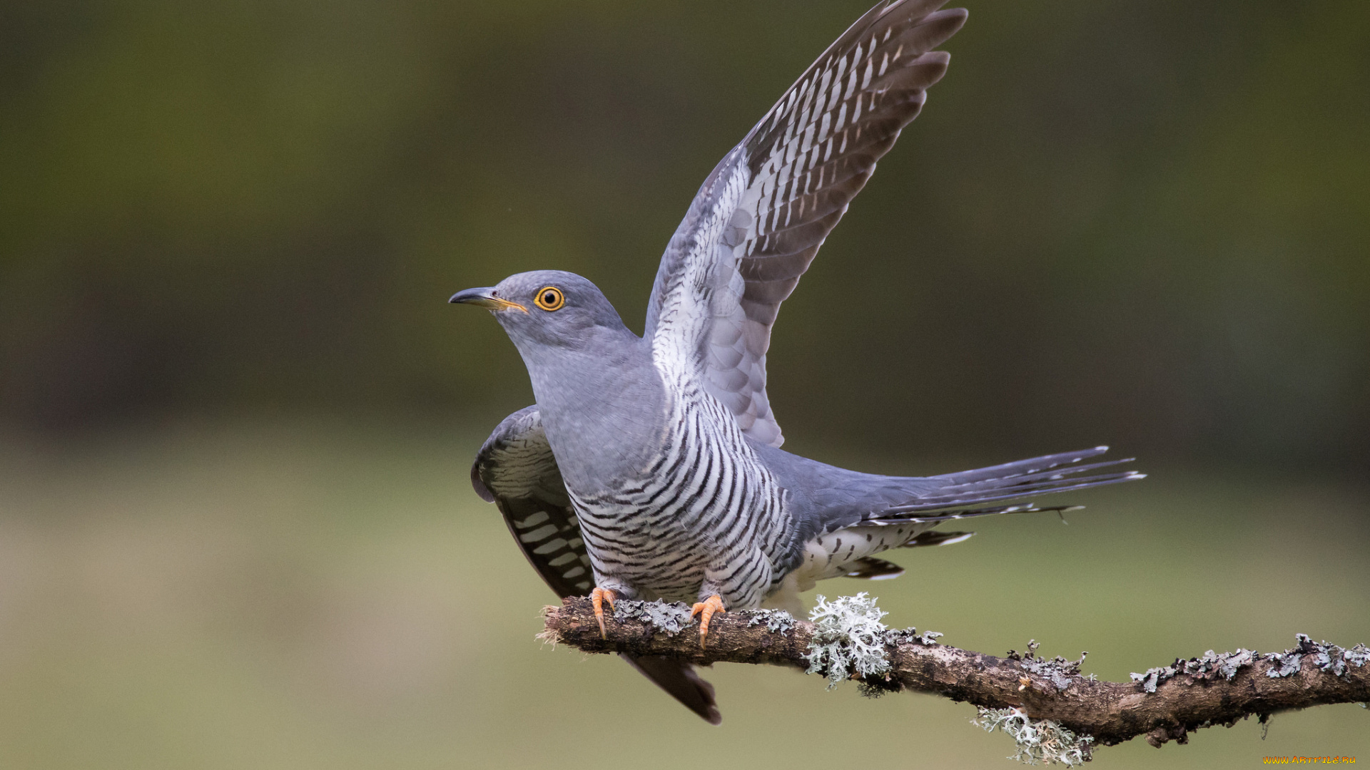 животные, птицы, птичка