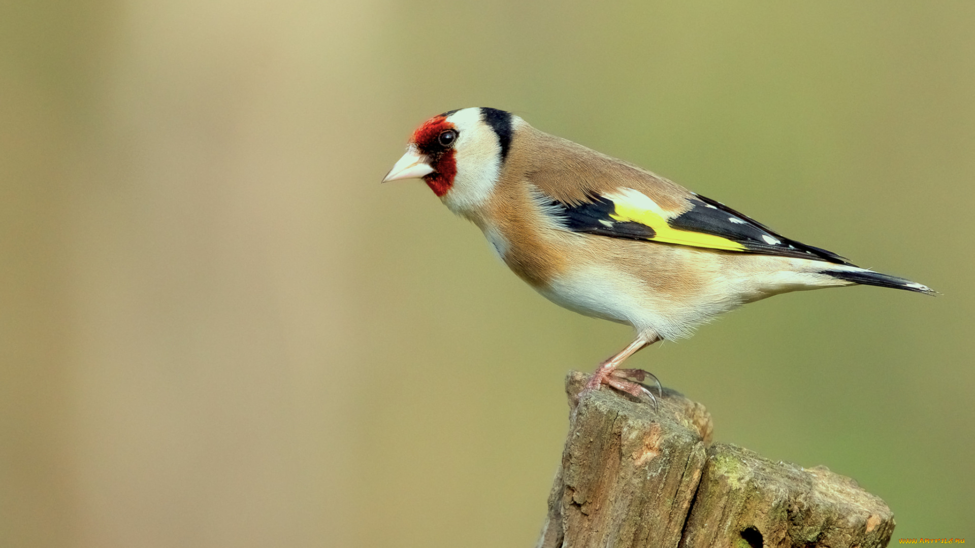 животные, щеглы, , чижи, птичка