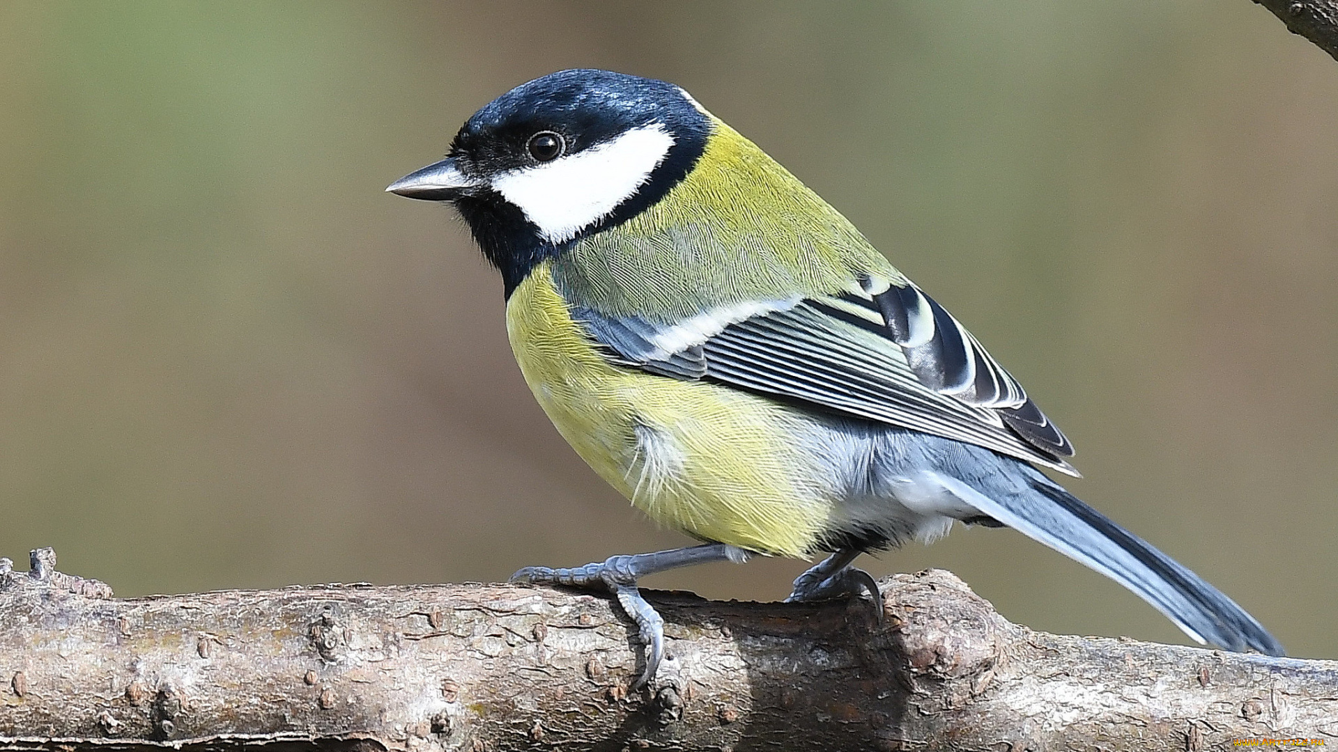 животные, синицы, , лазоревки, птичка