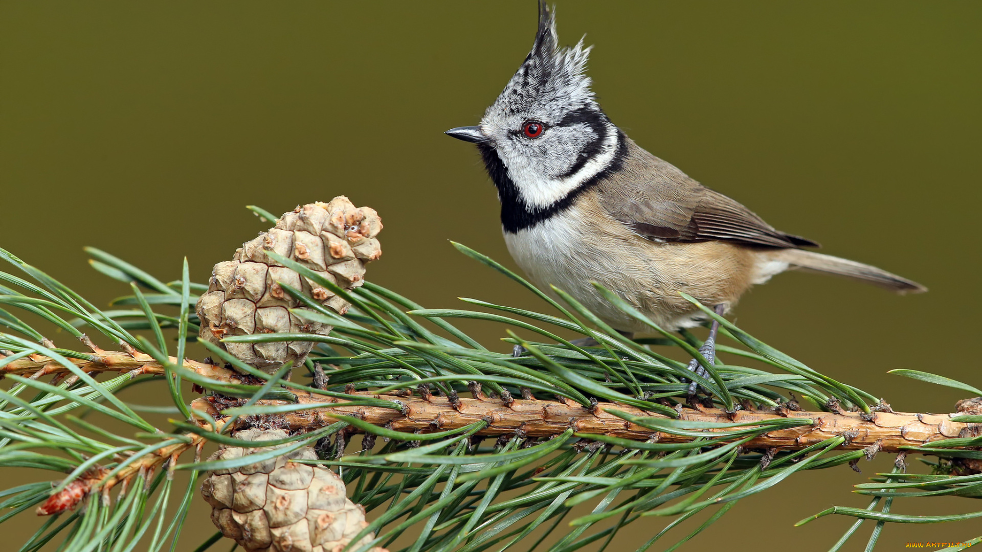 животные, синицы, , лазоревки, птичка