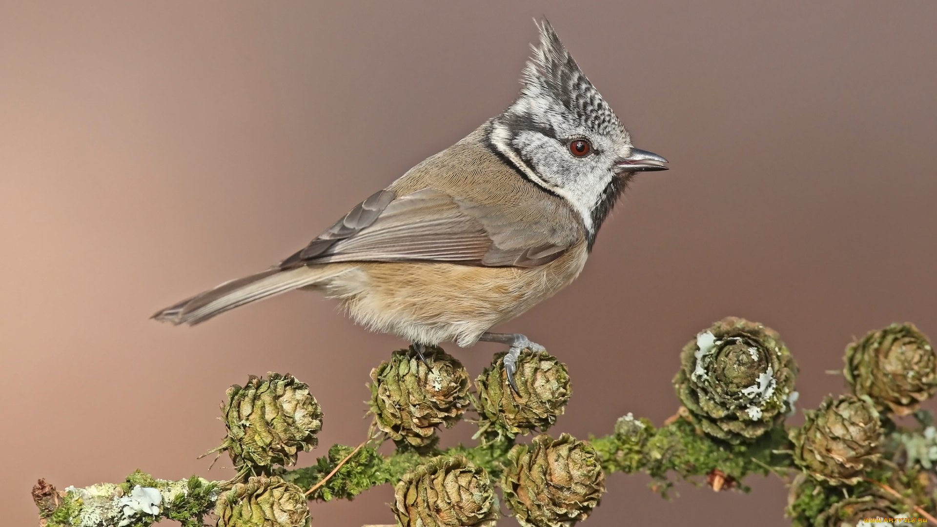 животные, синицы, , лазоревки, птичка