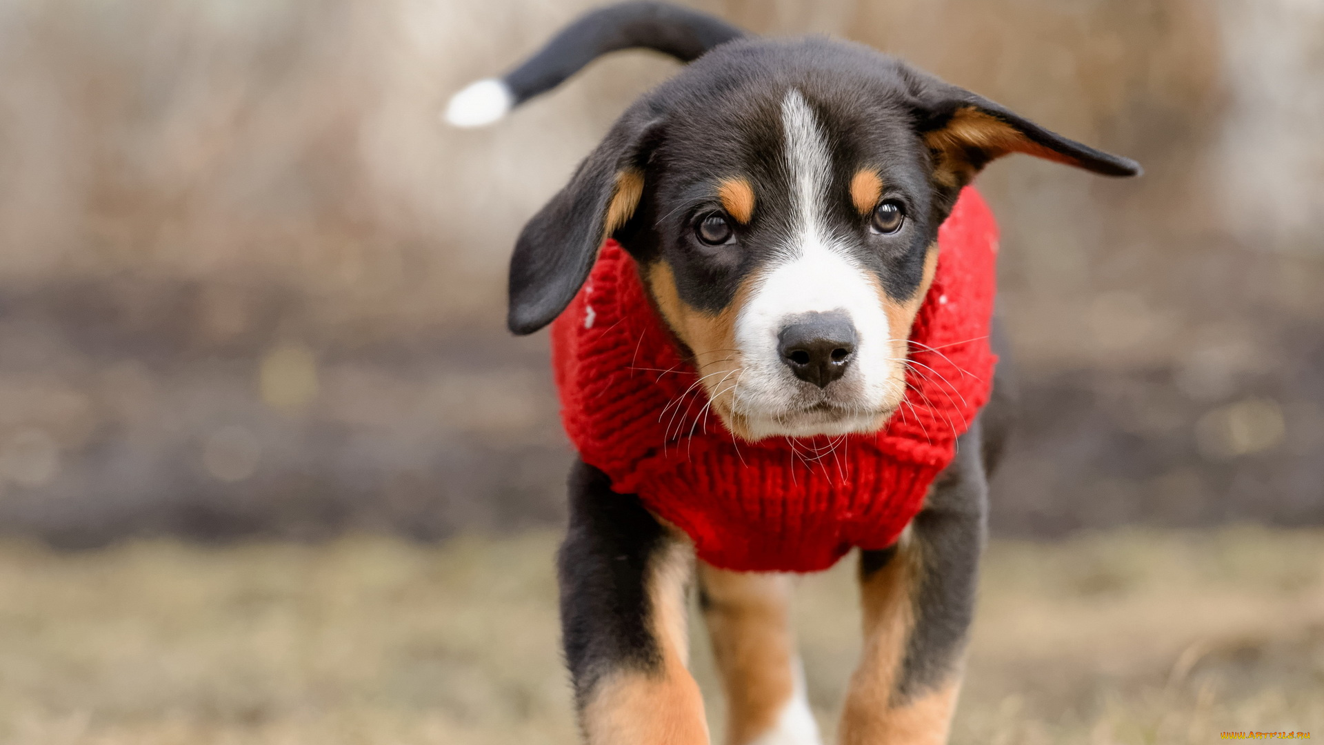 животные, собаки, щенок, свитер, одежда