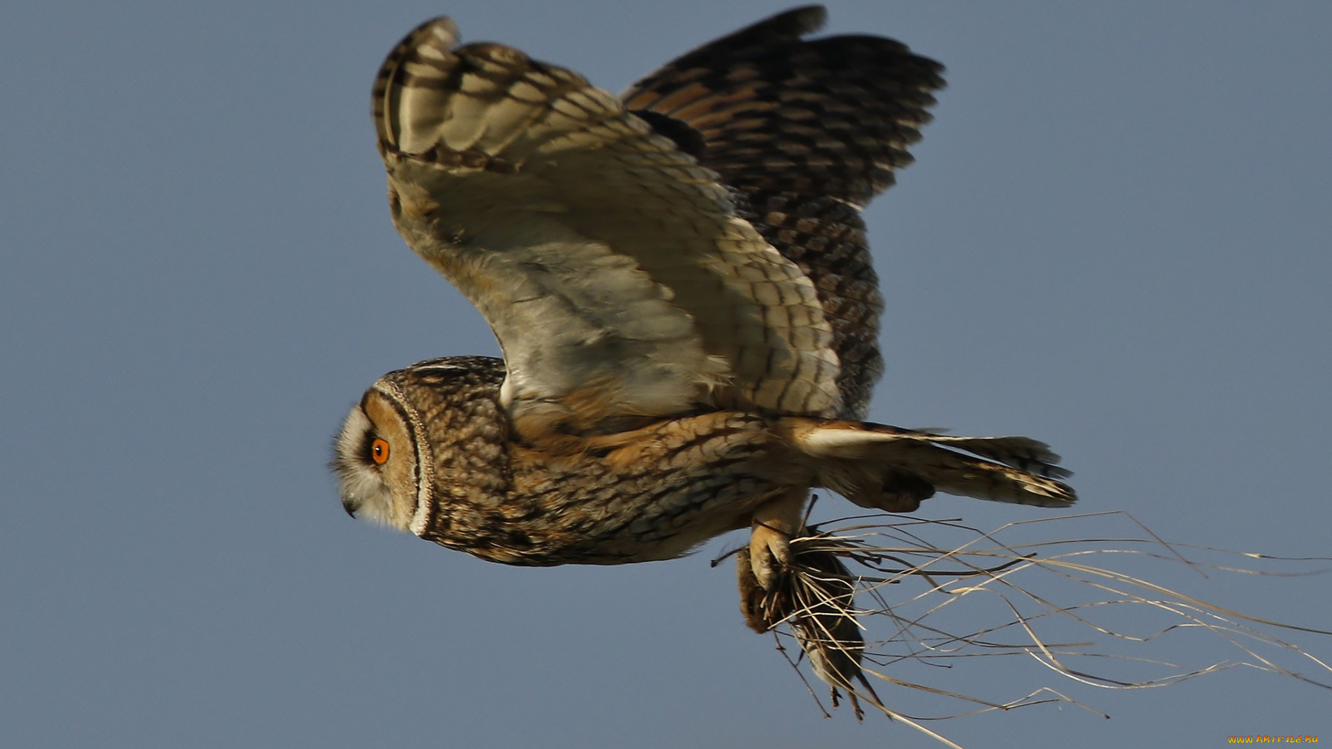 животные, совы, птичка