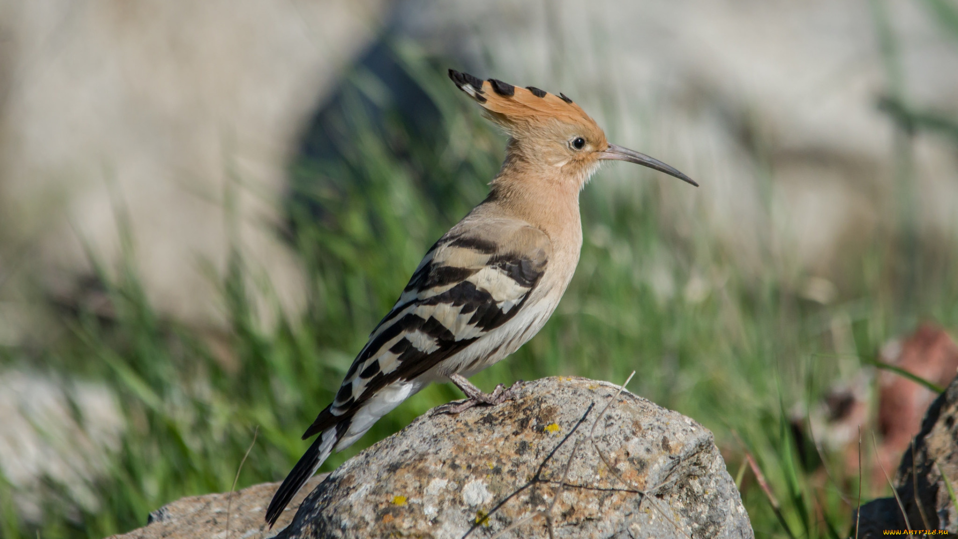 животные, удоды, птичка