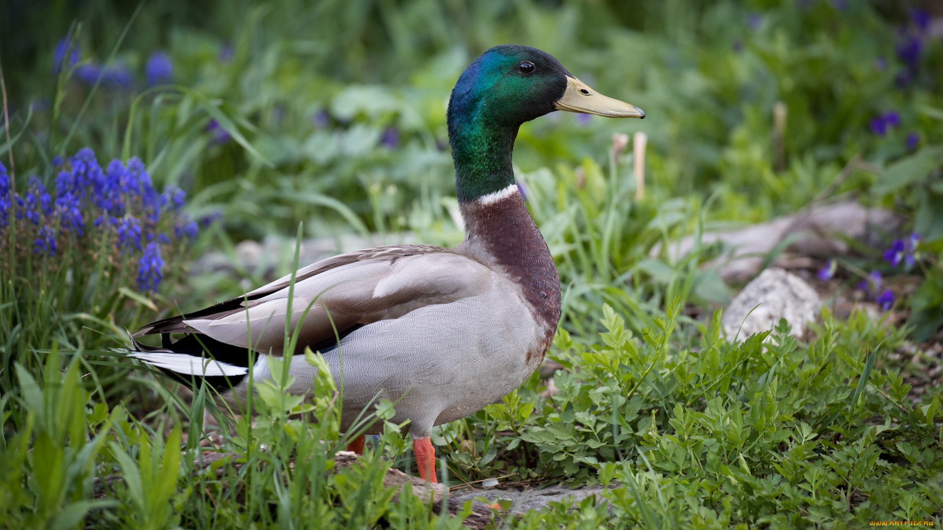 животные, утки, птичка