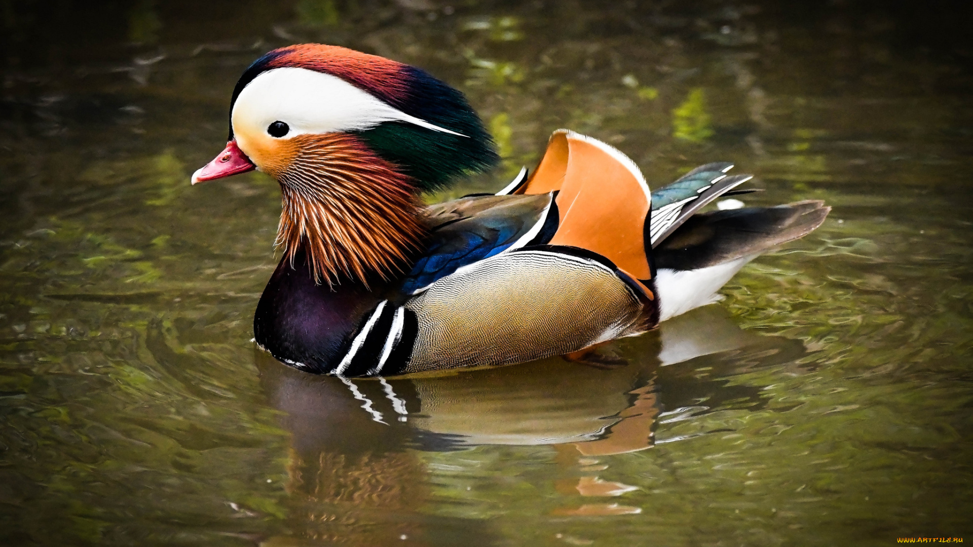 животные, утки, птичка