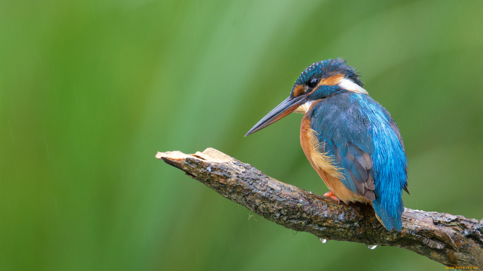 животные, зимородки, птичка