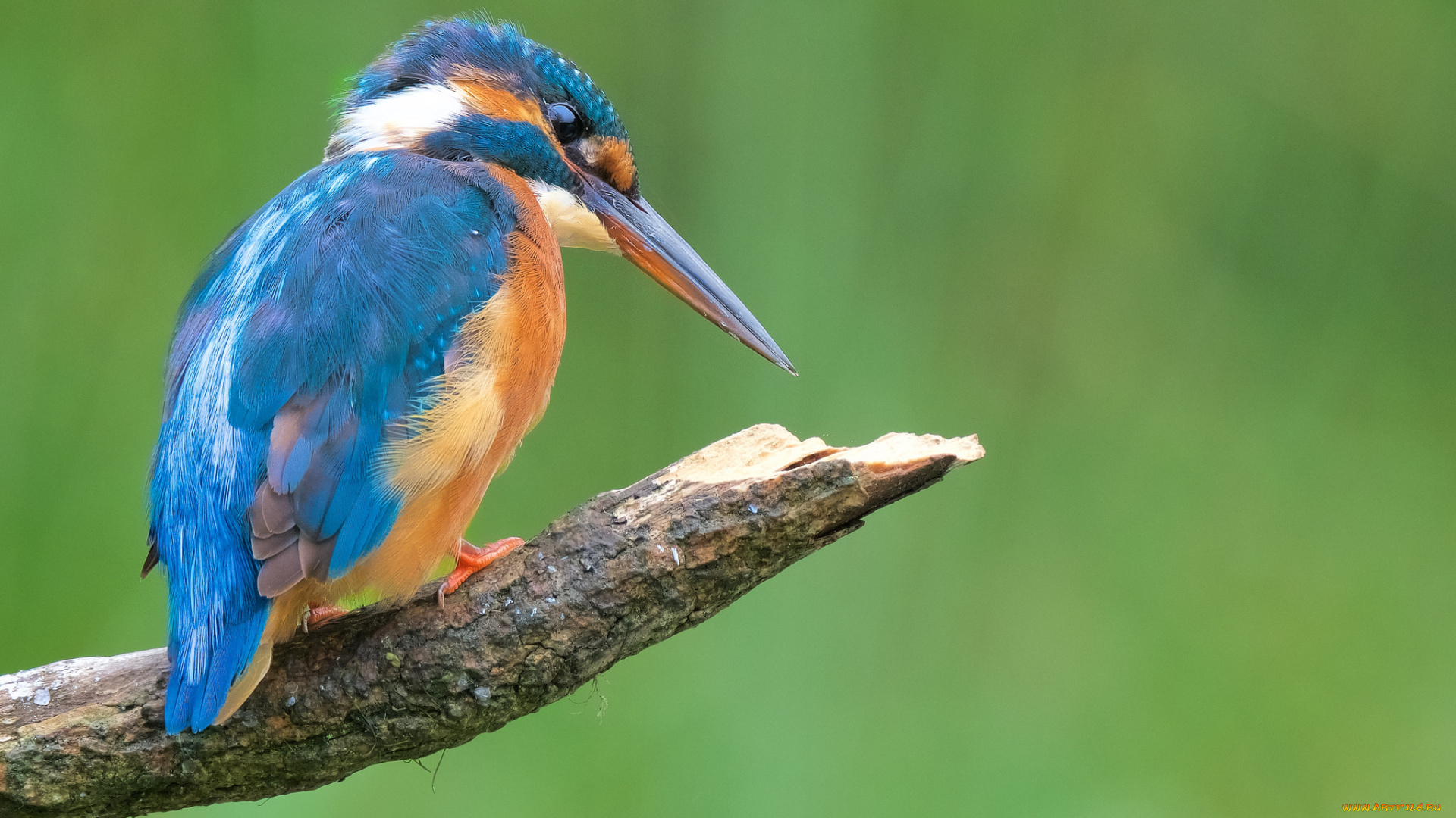 животные, зимородки, птичка