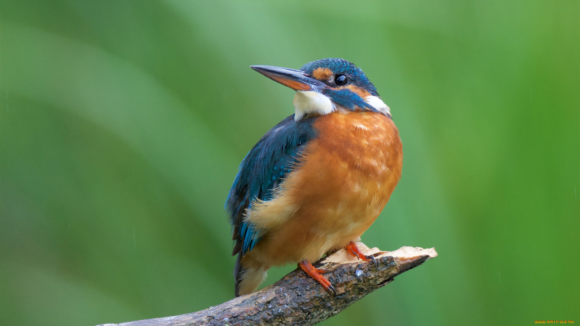 животные, зимородки, птичка