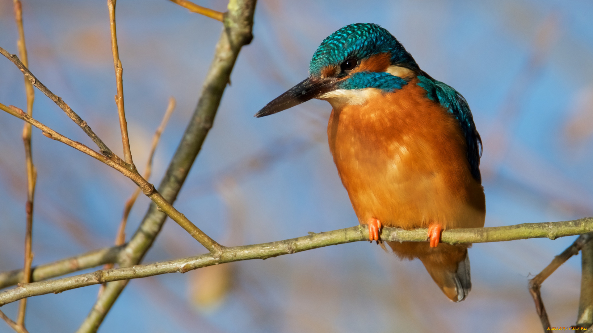 животные, зимородки, птичка