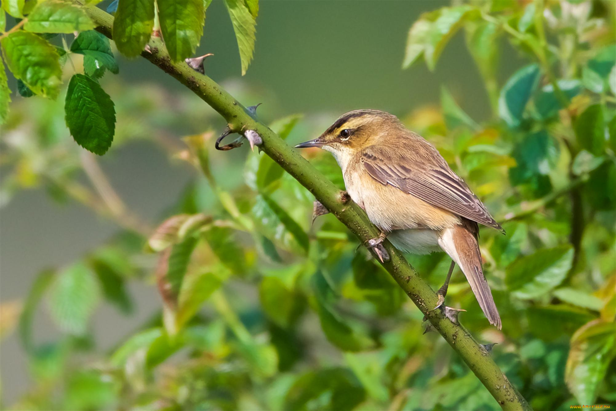 животные, птицы, птичка