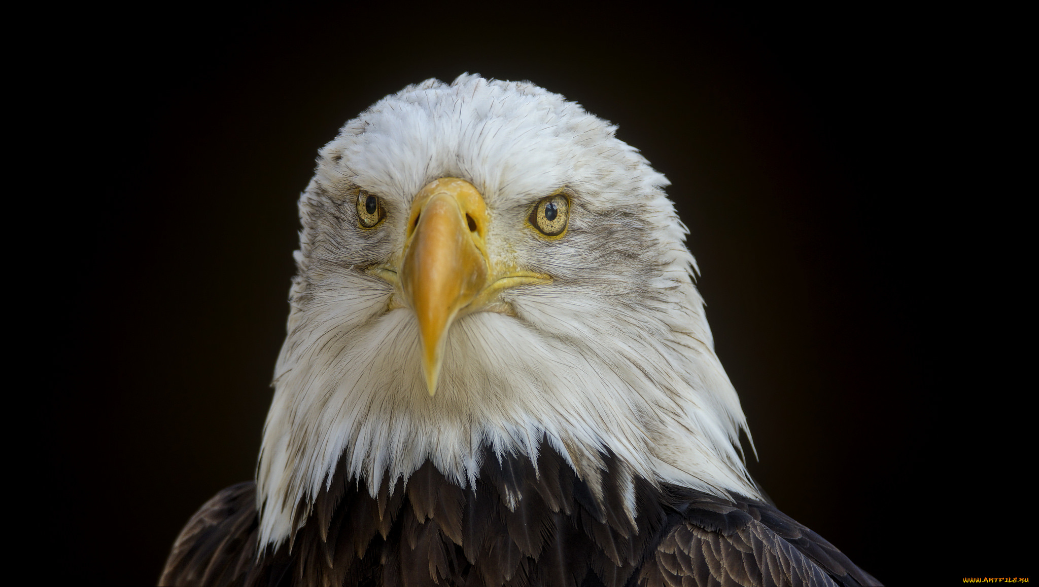 животные, птицы, -, хищники, птичка