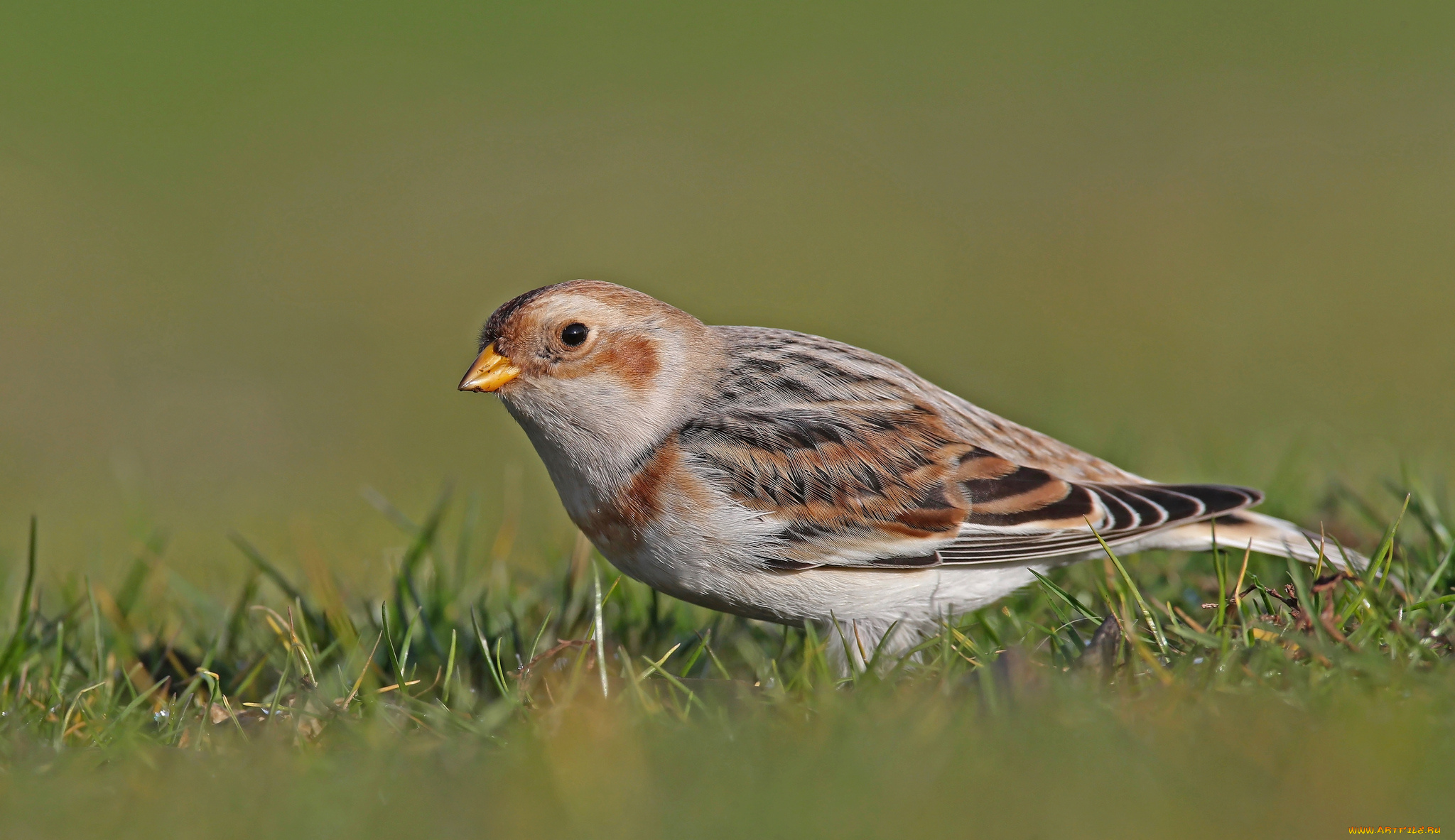 животные, птицы, птичка
