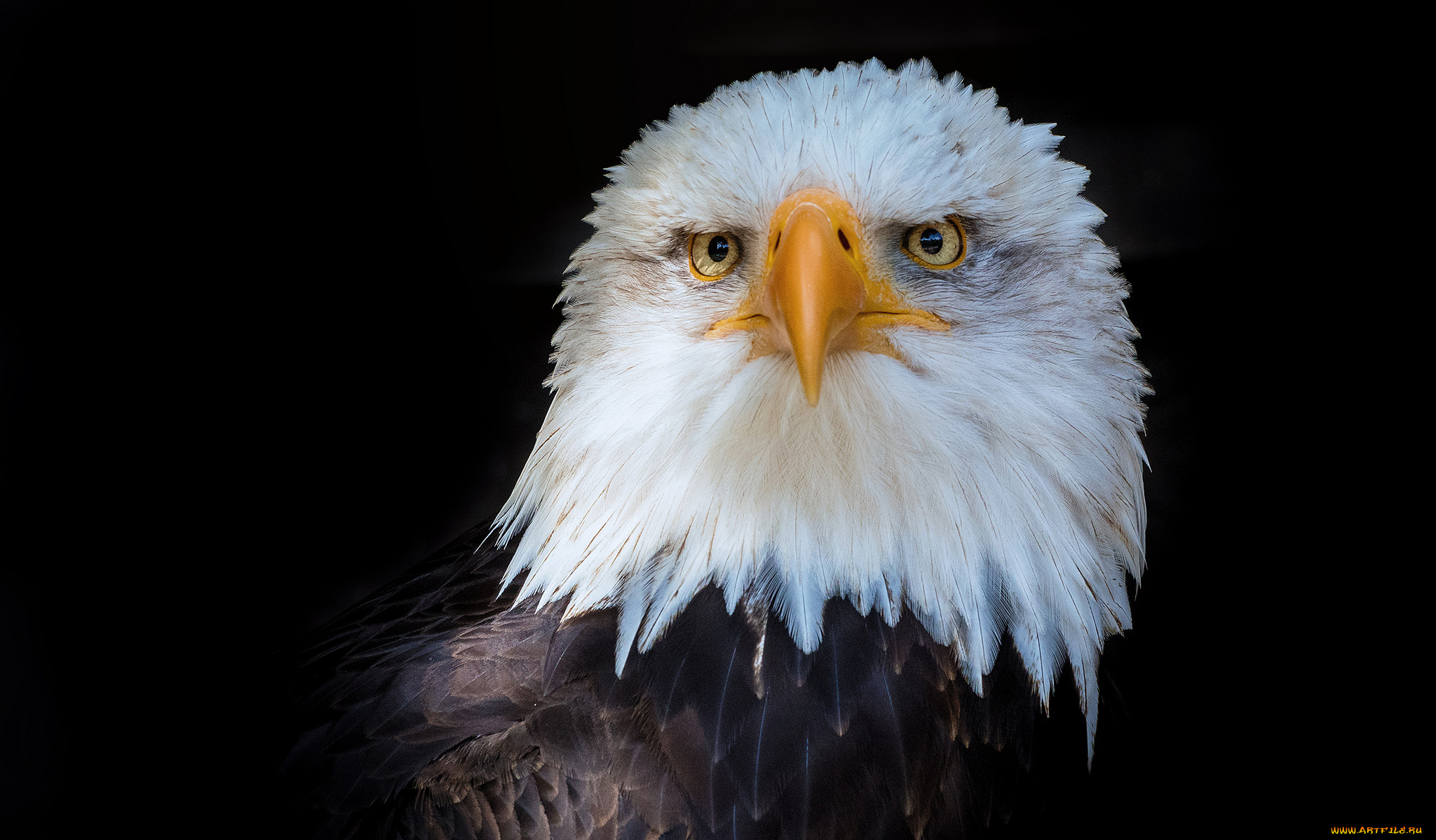 животные, птицы, -, хищники, птичка