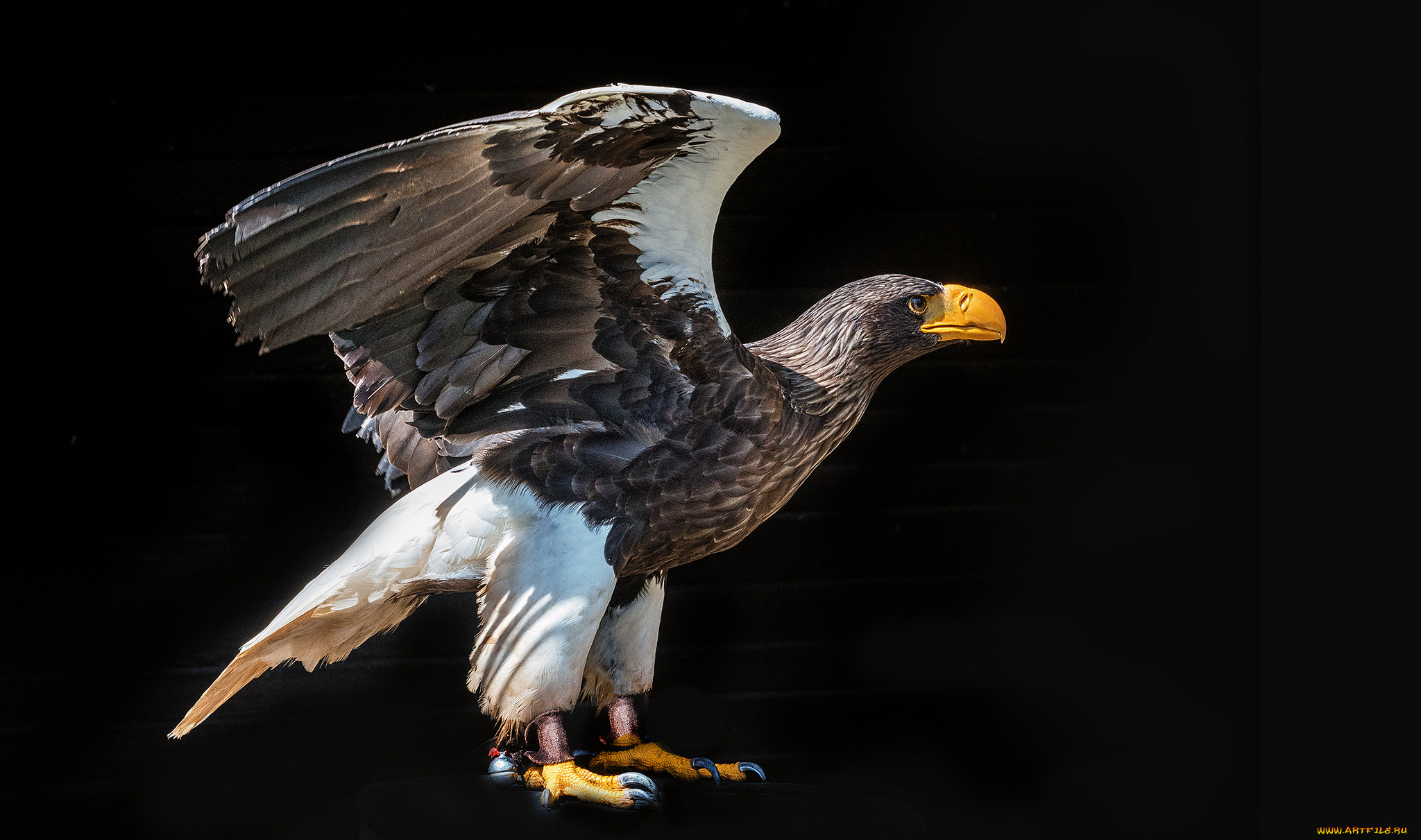 животные, птицы, -, хищники, птичка