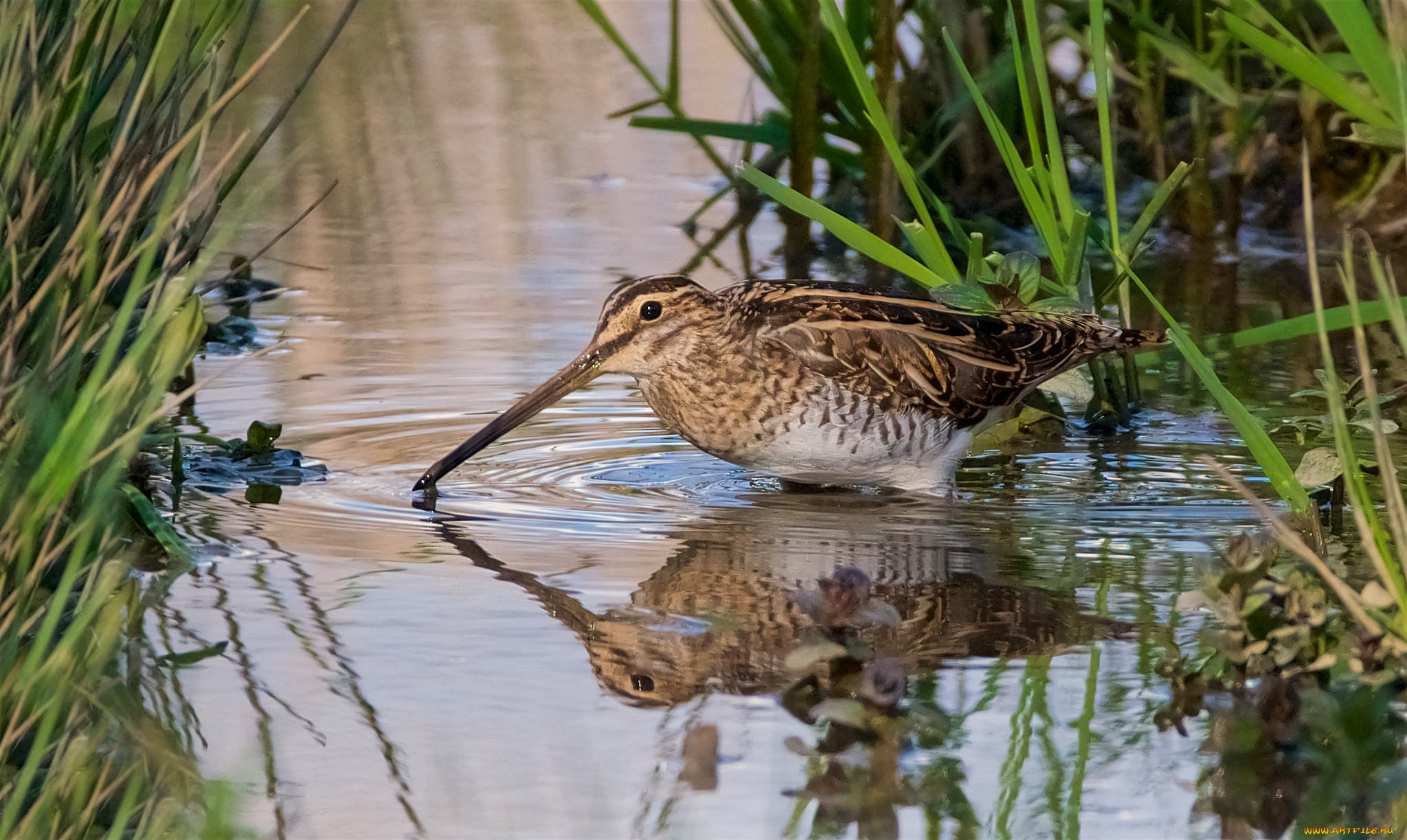 животные, птицы, птичка