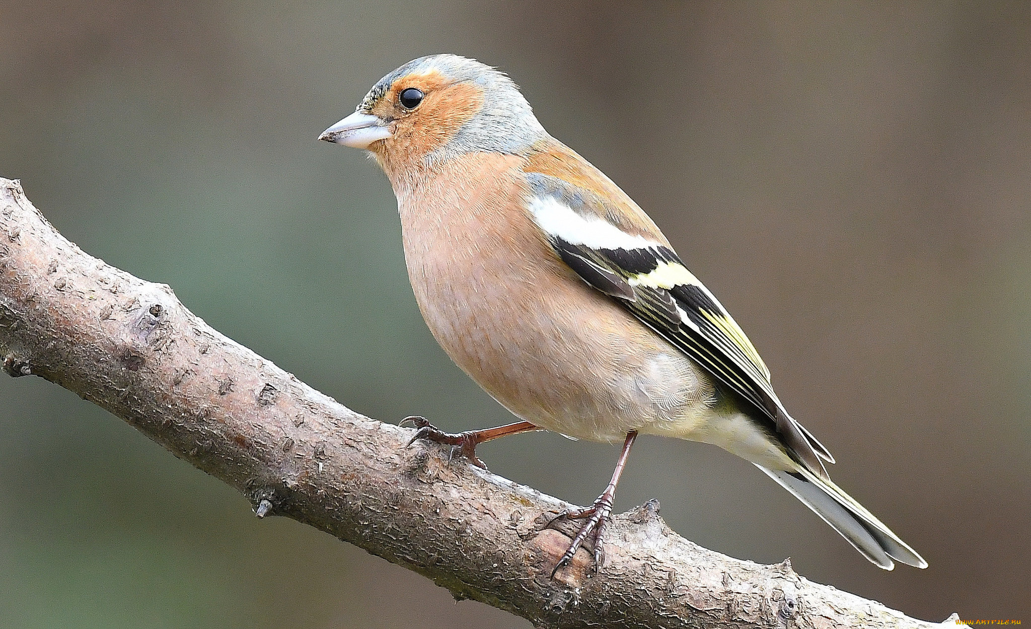 животные, птицы, птичка