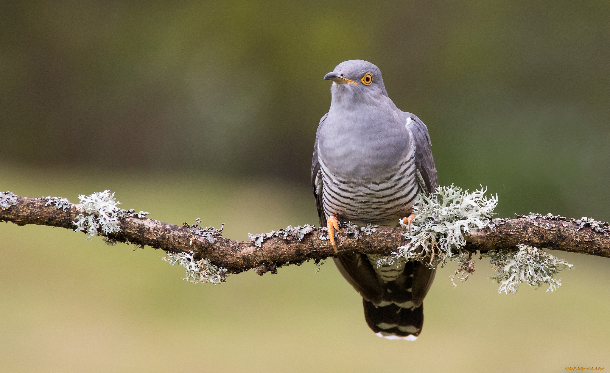животные, птицы, птичка