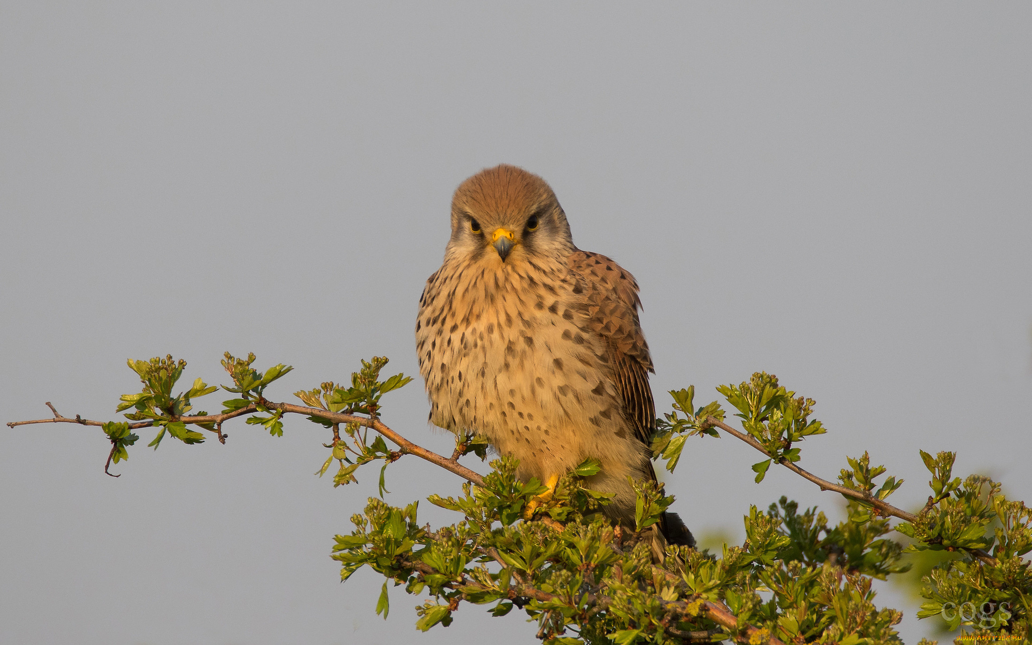 животные, птицы, -, хищники, птичка
