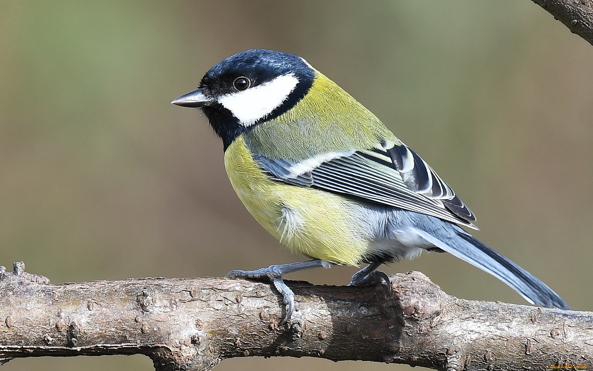 животные, синицы, , лазоревки, птичка